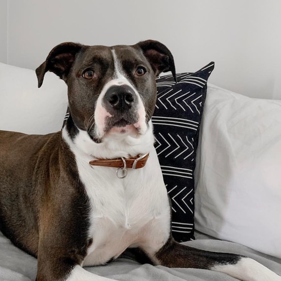 WELCOME TO PEONIES + YOU - Picture 5 of 5